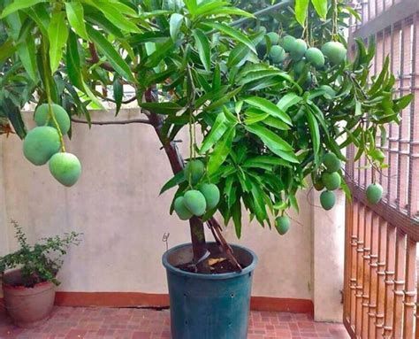 LIVE Dwarf mango Tree multiple varities available.....Fully | Etsy