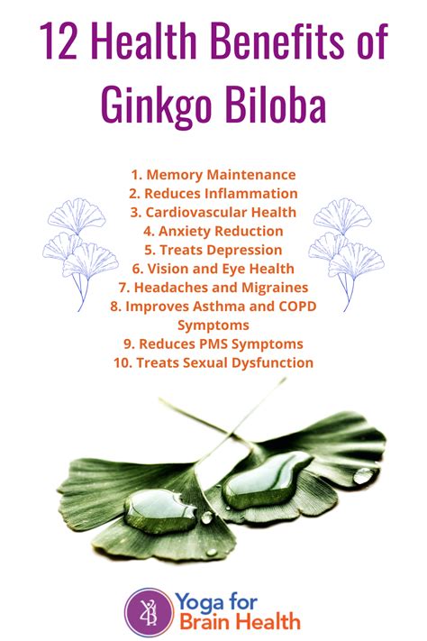 12 Health Benefits of Ginkgo Biloba