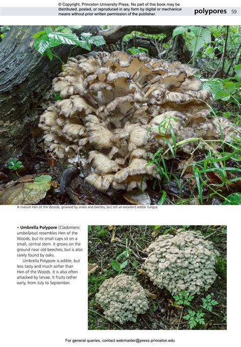 Edible Fungi of Britain and Northern Europe | Princeton University Press