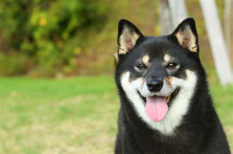 Black Shiba Inu: What You Need To Know Before Buying One