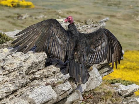 How Big Are Turkey Vultures? (Wingspan + Size) | Birdfact