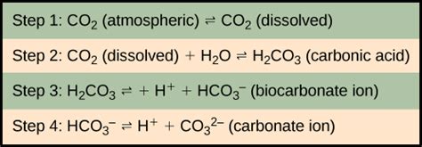 Hydrogen Carbonate Ion