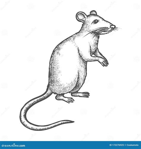 Cartoon Rat Drawing Working / Rat Drawing High Res Stock Images ...