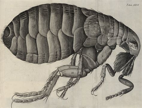 Biography of Robert Hooke, the Man Who Discovered Cells