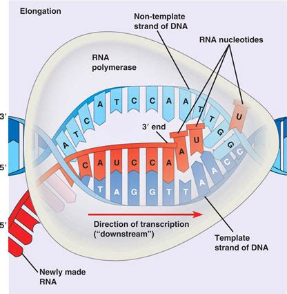 Making sense out of the visual representation of transcription - Biology Stack Exchange