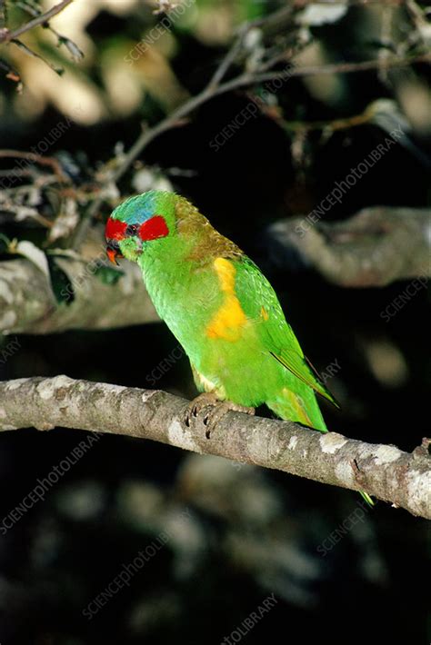 Musk Lorikeet, Australia - Stock Image - F032/0308 - Science Photo Library