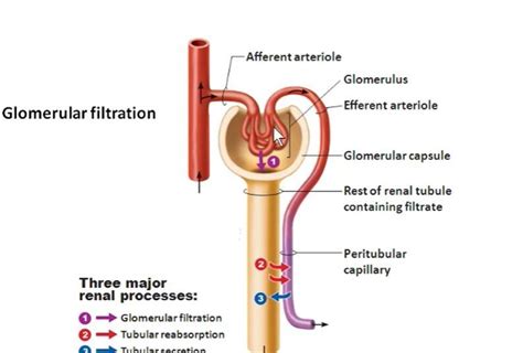 The hydrostatic pressure in glomerular capillaries is the chief f... | Pearson+ Channels