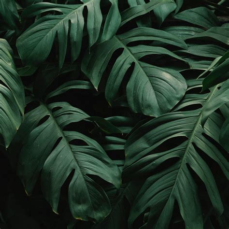 Dark Green Leaves Wallpapers - Top Free Dark Green Leaves Backgrounds - WallpaperAccess