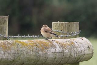Little Brown Job. | Possibly Northern Wheatear. A pair of th… | Flickr