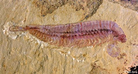 Fóssil de 520 milhões de anos com 5 olhos revela origem dos artrópodes - Revista Galileu | Ciência