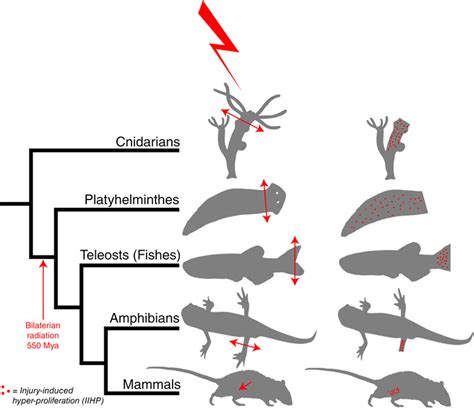 Wound‐induced cell proliferation during animal regeneration - Ricci ...