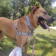 SPCA FLORIDA - 74 Photos & 41 Reviews - 5850 Brannen Rd S, Lakeland, FL ...