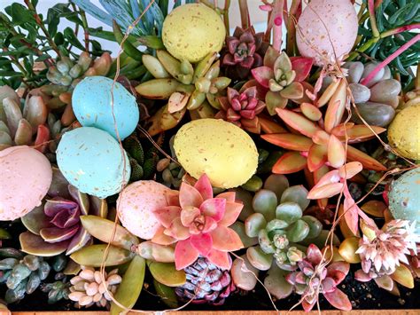 Easter Eggs And Succulents Free Stock Photo - Public Domain Pictures