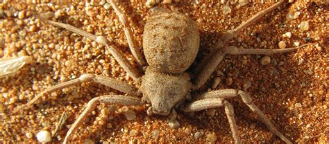 The 6-Eyed Sand Spider | Critter Science