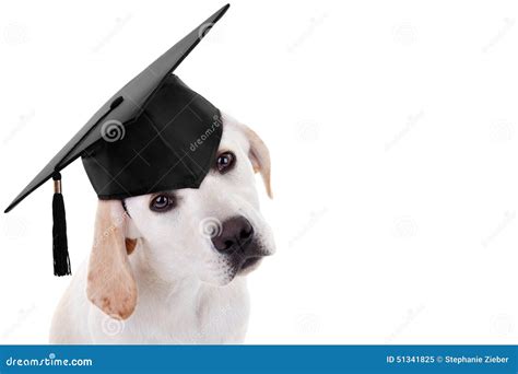 Graduation Graduate Dog Stock Photo - Image: 51341825