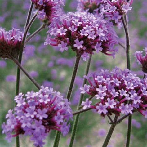 Verbena Seeds - Etsy