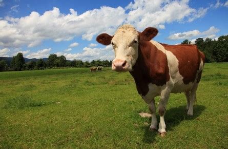 Cork Co-operative Marts are a Leading Cork Livestock Auctioneers