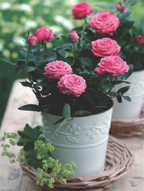 Miniature Rose Indoors (Rosa hybrid) - MyGardenLife | Planting roses ...