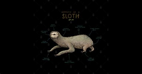 Anatomy of a Sloth - Sloth - Pin | TeePublic