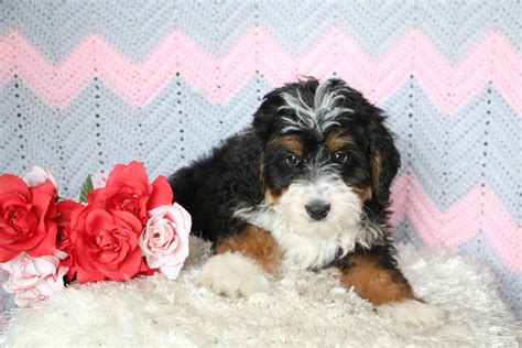 Bernedoodle Puppies For Sale - 5 Characteristics of a Reputable Breeder - Today Govt Job News