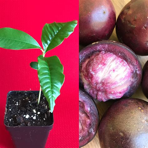 Caimito Purple Star Apple Chrysophyllum cainito Seedling Plant Potted Fruit Tree | Potted fruit ...