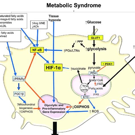 Mechanisms of macrophage-mediated cardiac remodeling. During cardiac ...