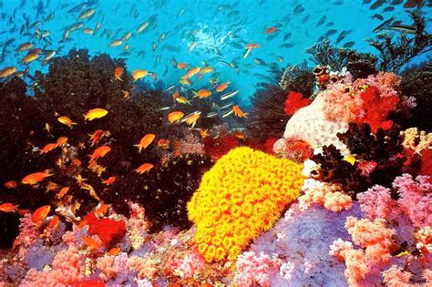 5-five-5: Great Barrier Reef (Australia)