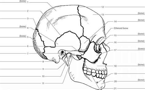 40+ Anatomy Bones Worksheet Pics | hasdefereui