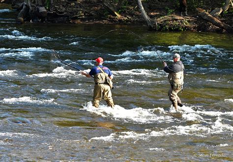 "Natural World" Through My Camera: Salmon Spawning Run, Salmon River New York