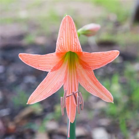 The Beautiful Red Amaryllidaceae Hippeastrum Flower, Is Perennial ...