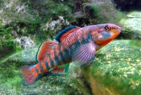 Rainbow darter - Alchetron, The Free Social Encyclopedia