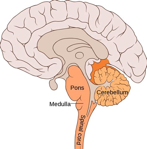 What Parts of the Brain Control Respiration - Interactive Biology, with ...