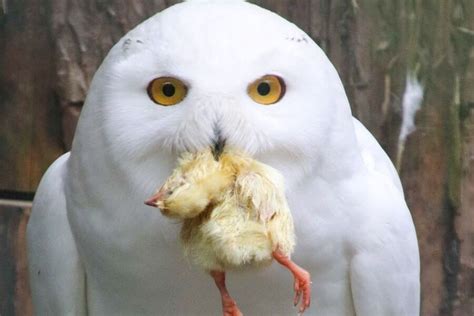 What Do Snowy Owls Eat? (The Truth About Snowy Owls)