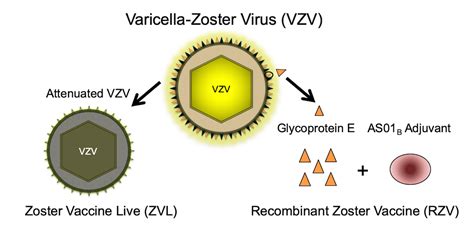 Core Concepts - Immunizations in Adults - Basic HIV Primary Care ...