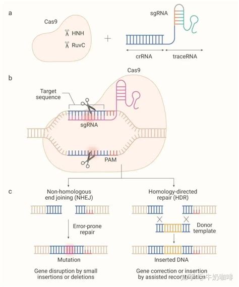 一文总览CRISPR-Cas9基因编辑技术 - 知乎