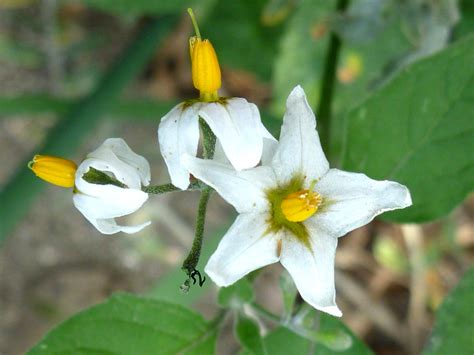 Three flowers - photos of Solanum Douglasii, Solanaceae