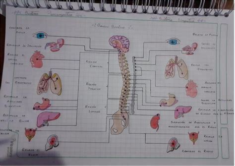 Dibujo de Sistema Simpático y Parasimpático | zoza-nay | uDocz