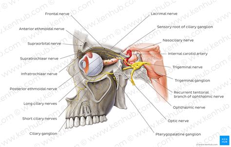 Superficial nerves of the face and scalp: Anatomy | Kenhub