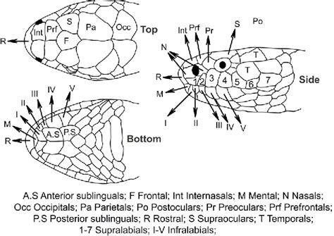 Figure 2 from Snake classification from images | Semantic Scholar