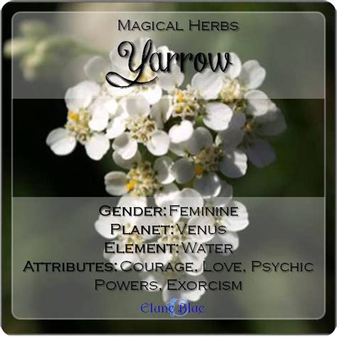 The Companion Herb: Yarrow Magical Properties and Uses -- Magical Herbs ...