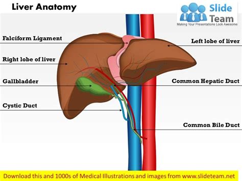 Liver anatomy medical images for power point