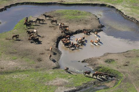 Judge mulls halt of 'unlawful, inhumane' brumby culling | Canberra CityNews