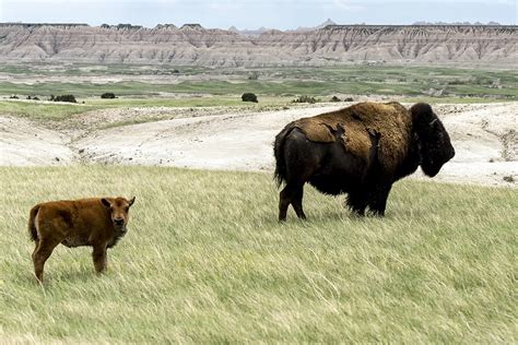 Badlands Bison Cow and Calf — Francesca Scalpi