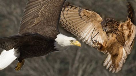 Eagle vs Owl - Battle between two birds of prey - YouTube