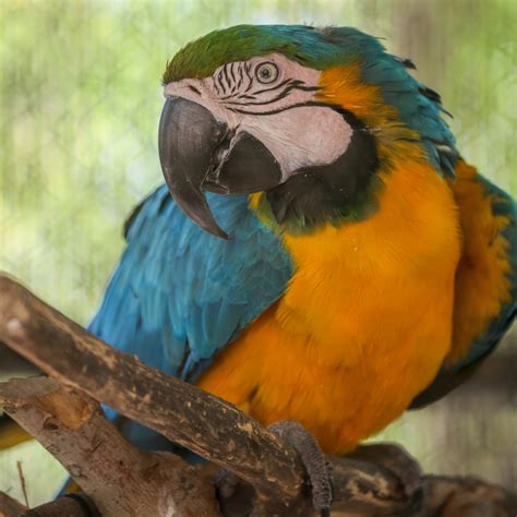 Say Hello to Rainbow, the Blue-and-Gold Macaw | Reid Park Zoo