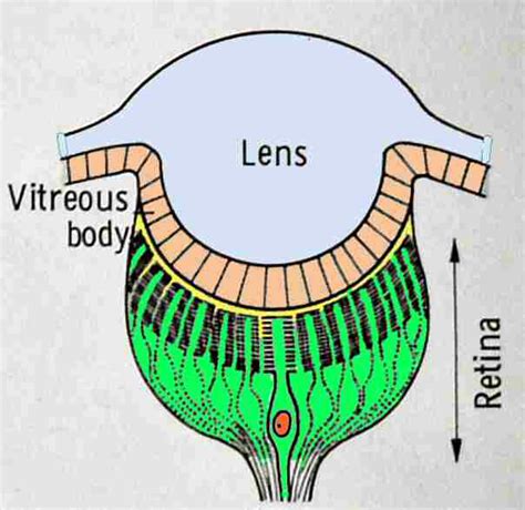 The spider sensory organs and legs