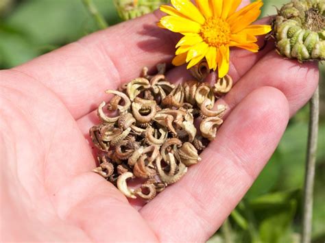 Propagation Of Calendula Seeds - Learn How To Propagate Calendula Plants