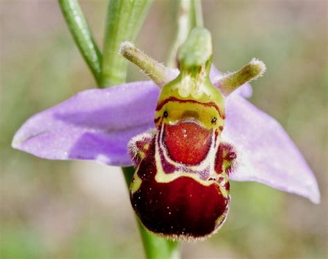 Bee Orchid - Tree Guide UK Bee Orchid pollination