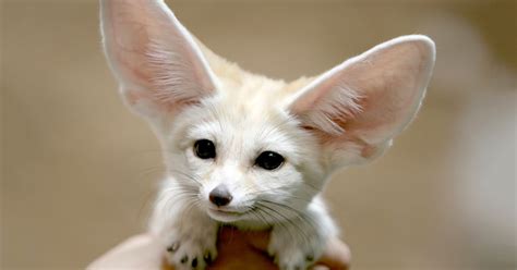 Fennec Fox | Wallpapers Gallery