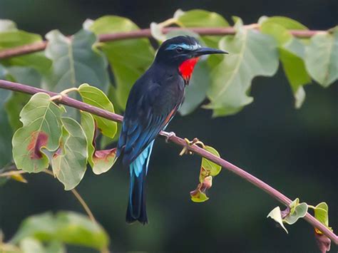 32 Common Birds In Ghana - The Worlds Rarest Birds